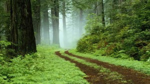 Forest Scene